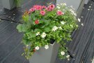 Pflanzgefäß mit Hängepflanzen, Gartenerdbeeren und gefüllten Blütenstände