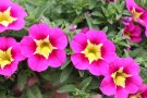 Calibrachoa-Blüten in Pink mit gelber Mitte, Knospen und Laubblättern.