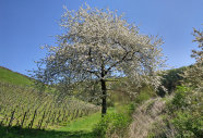 Blühenden Kirschbaum steht auf einer Wiese unter blauen Himmel, Hintergrund Sträucher und Weinreben