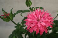 Nahaufnahme, zweifarbigen gefransten Quirlen-Blüten mit Knospen und Laubblättern