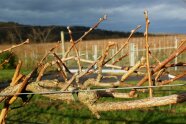 Kiwipflanzen mit frischen Knospen an den Seitentrieben auf einer Versuchsanlage.