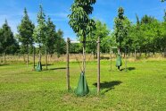 Auf der Obstplantage mit Bewässerungssack am Baum.