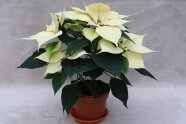 Weiße Poinsettien-Pflanzen im Pflanztopf mit Untersetzer.