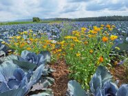 Verschiedene Blühpflanzen in einem Kohlbestand im additiven Intercropping.