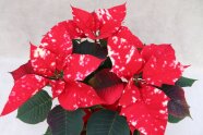 Rote Poinsettien-Blüten mit weißen Flecken und grünen Laubblättern.