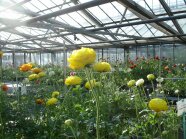 Blühende Ranunkeln in einem Zierpflanzengewächshaus
