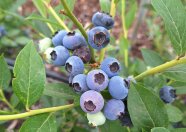 Heidelbeeren am Strauch in Detailaufnahme