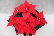 Vier rote Poinsettien-Blüten mit kleinen gelben Staubgefäßen und grünen Laubblättern.