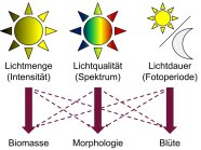 Lichtmenge, Lichtqualität und Lichtdauer haben Einfluss auf Biomasse, Morphologie und Blüte der Pflanzen