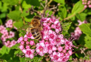 Eine Honigbiene sammelt Pollen auf einer Blüte des Zwergspieres.