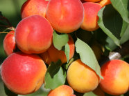 Gesunde Aprikosenfrüchte hängen am Baum