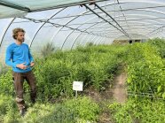 Ingwer-Pflanzen der Gärtnerei Niedermaier