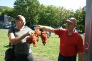 Zwei Männer halten die frisch geernteten rot-grünen Tafeltrauben in der Hand.