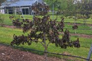 Auf dem Pflanzstreifen Kiwipflanzen mit verwelkten Blättern auf der Obstplantage.