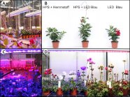 Viergeteilte Abbildung mit Pflanzen unter roter und blauer LED Belichtung und drei Pflanzen im Vergleich