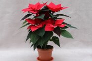 Rote Poinsettien-Pflanzen im Pflanztopf mit Untersetzer.