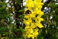 Eine Hummel sammelt Pollen auf den hängenden traubigen gelben Blüten.