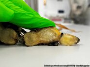 Detailaufname von milchigem Bakterienschleim an stark befallenem Ingwer-Rhizom