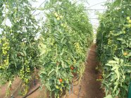 Tomatenpflanzen stehen in Einzelreihen in einem Foliengewächshaus