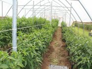 Paprikapflanzen unterschiedlicher Höhe stehen in einem Spalier in einem Foliengewächshaus