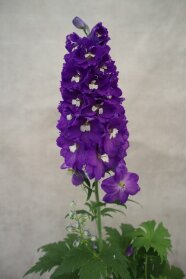 Nahaufnahme, Rittersporn-Blüten in Dunkelblau mit heller Mitte und Laubblättern