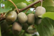 Kiwibeeren mit grüner, glatter Schale hängen am Ast.