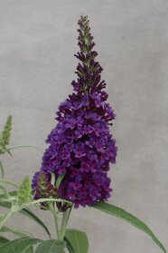 Nahaufnahme, Violetten Blütenfarbe des Schmetterlingsflieders mit Laubblättern