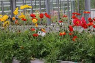 Blühende Mohnblumen mit langen Blütenstiele und Knospen stehen auf dem Kulturtisch.