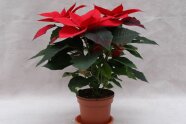 Rote Poinsettien-Pflanzen im Pflanztopf mit Untersetzer.