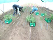 Mehrere Personen pflanzen Ingwerjungpflanzen in einen Pflanzgraben im Foliengewächshaus