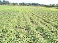 Süßkartoffeln als geschlossener Bestand auf einem Feld