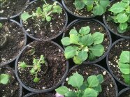 Pflanztöpfe mit gelb-braunen Flecken auf der Blattoberseite an Fleißiges Lieschen