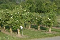 Versuchsanlage mit Holunderbäumen und weißen Blüten-Dolden am Zweig.