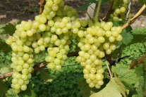 Trauben mit gelbgrünen Beeren am Rebstock.