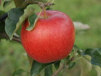 Roter Apfel am Ast mit grünen Blättern