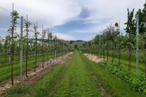 Verschiedenen Mulchvarianten auf den Pflanzstreifen, Hintergrund Weinberg, bewölkten Himmel