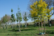 Bewässerungssack am Baum auf der Plantage, Hintergrund Bienenstock und Weinberg