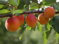 Gesunde Aprikosenfrüchte hängen am Baum mit grünen Blättern