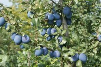 Reife Früchte mit dunkelblauer Farbe und Laubblättern hängen am Ast.
