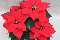 Drei rote Poinsettien-Blüten mit gelben Staubgefäßen und grünen Laubblättern.