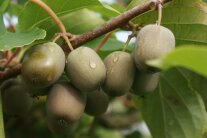 Kiwibeeren mit grüner, glatter Schale hängen am Ast.