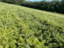 Frisch ausgesäte Weihnachtsbaum-Jungpflanzen in Detailaufnahme