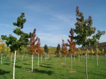 In der Reihe gepflanzter Bäume mit herbstlicher Laubfärbung auf der Plantage.