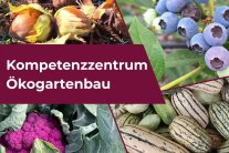 Collage Kompetenzzentrum Ökogartenbau
