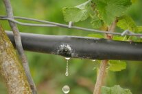 Wassertropfen tropft aus einem Bewässerungsschlauch an den Weinreben.