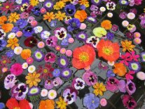 Ein Blütenmeer von Schnittblumen-Blüten in einem Teich