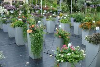 Mit bunt blühenden Blumen bestückte Pflanzgefäße und Blumenampeln auf der Schaufläche