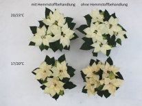 Vier weiße Poinsettien-Blüten mit grünen Laubblättern in verschiedener Blütenfarbe