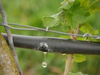 Wasser tropft aus einem Bewässerungschlauch an den Weinreben.