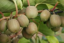 Glattschaliger Kiwibeeren hängen am Zweig mit Regentropfen auf der Schale.